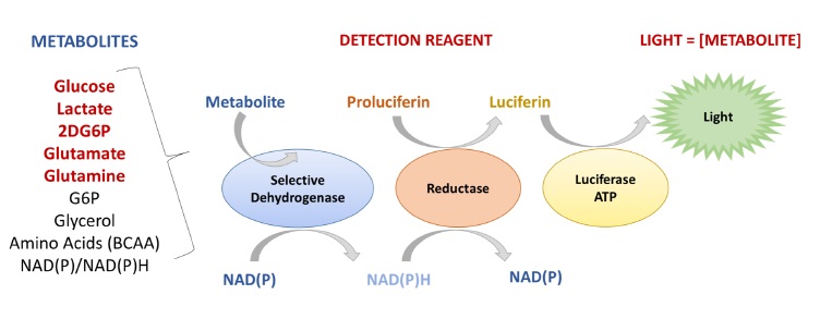 Bioluminescent metabolite assays