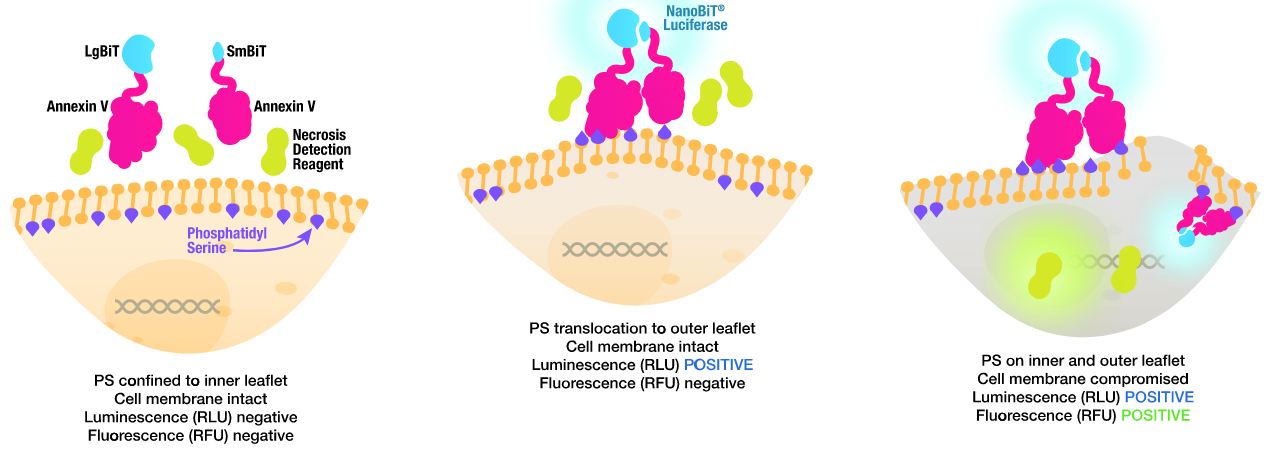 Annexin V assay