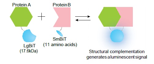NanoBit