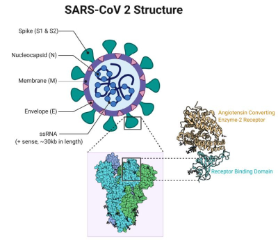 SARS CoV 2 Structure